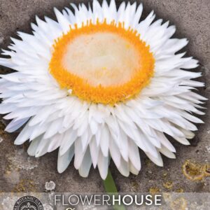 Thompson & Morgan Kew Flower Helichrysum bracteatum White - 500 Seeds