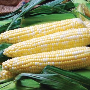 Sweetcorn Solstice F1 Seeds