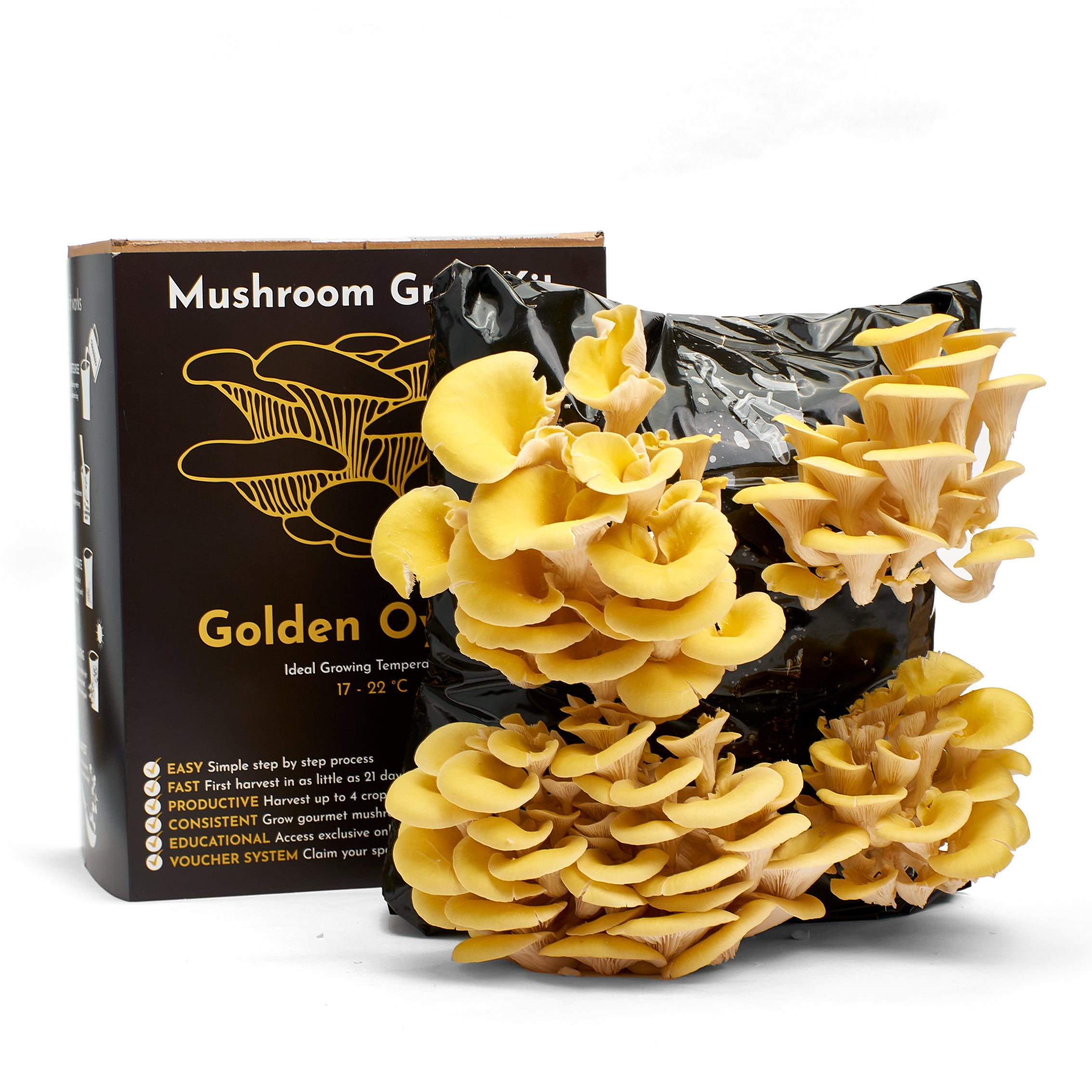 1UrbanFarm-It_MushroomGrowKit_GoldenOyster_1.jpg