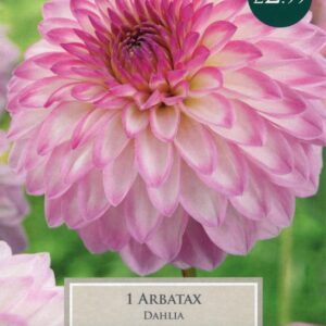 Taylors Flower - Dahlia - Decorative - Arbatax - 1 Tuber
