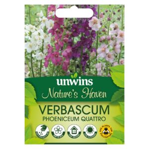 Unwins Flower Verbascum phoeniceum Quattro - 75 Seeds