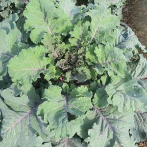 Borecole Cottagers Seeds