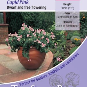 Kings Seeds Sweet Pea Cupid Pink 20 Seeds