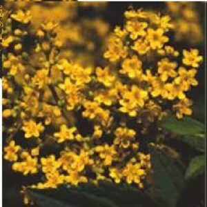 Patrinia gibbosa Seed - Delightful yellow flowers