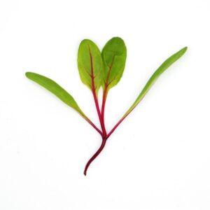 Microgreens Baby Leaves Swiss Chard Red Chard Seeds