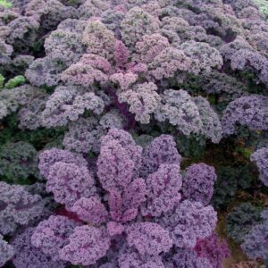 Borecole Redbor F1 Hybrid Seeds