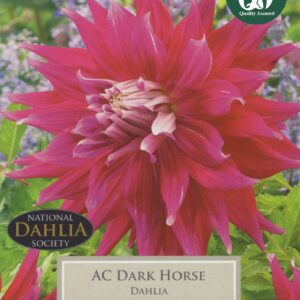 Taylors Flower - Dahlia - Dark Horse  - 1 Tuber