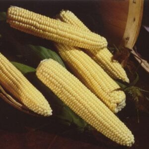 Sweet Corn Northern Extra Sweet Seeds