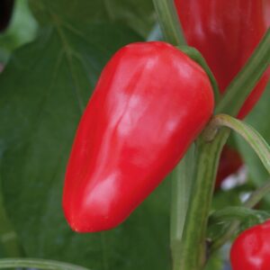 Sweet Pepper Snack Red Seeds