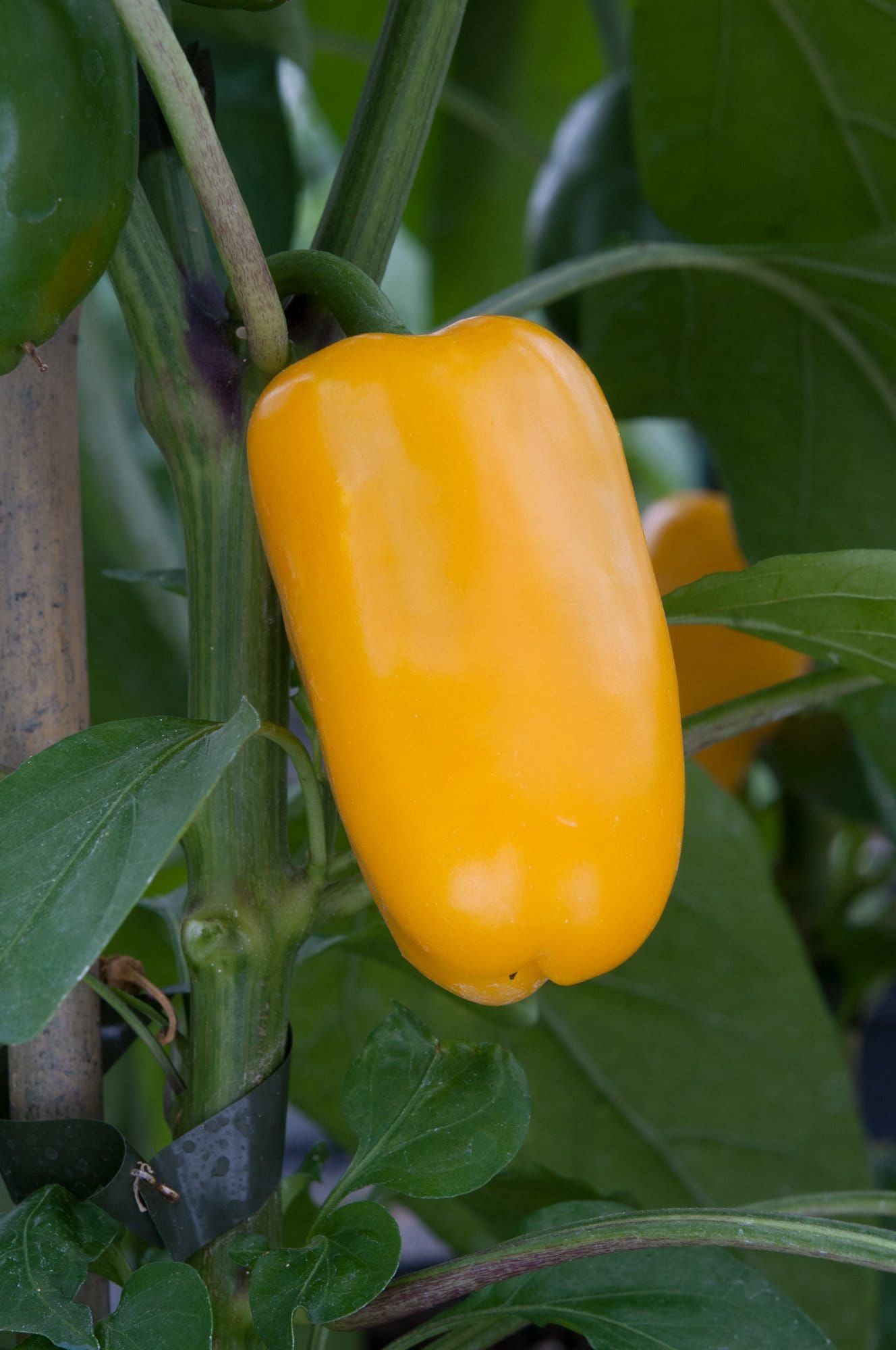Pepper_Snack_Yellow_01_comp_f098cc41-d709-4775-8774-d4fbbfb66174.jpg
