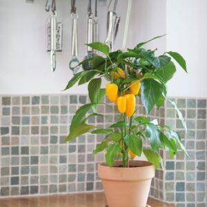 Sweet Pepper Snack Pepper Yellow Seeds