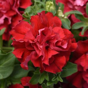 Petunia Double Pirouette Valentine Seeds