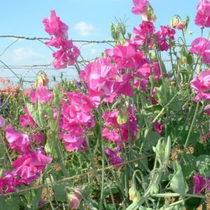 Sweet Pea Eclipse Seeds