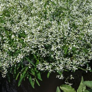 Euphorbia Glamour Seeds