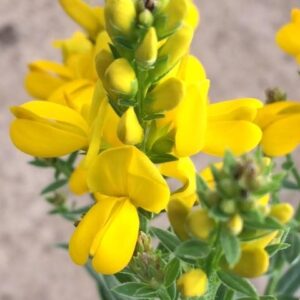 Wild Flower - Dyer's Greenweed - 500 Seeds