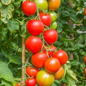 Tomato Maisey F1 Hybrid Seeds