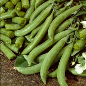 Pea Delikett Seeds