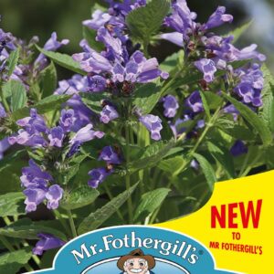 Mr Fothergills - Flower - Nepeta - Blue Panther - 25 Seeds