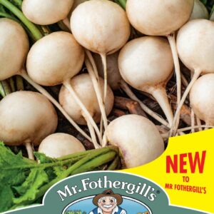 Mr Fothergills - Vegetable - Radish - Whitella F1 - 300 Seeds