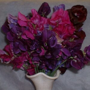 Sweet Pea Blue Monday Mix Seeds