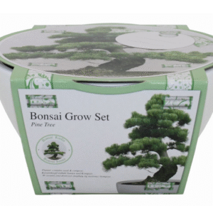 Ribbon Gift - Bonsai Grow Kit - Pine Tree