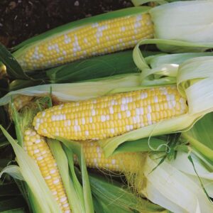 Sweetcorn Ambrosia F1 Seeds
