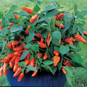 Pepper (Sweet) Sweet Tangerine Dream Seeds