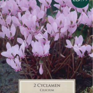 Taylors - Cyclamen cilicium - 2 Corms