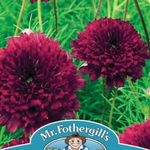 Mr Fothergills - Flower - Cosmos - Double Click Cranberries - 25 Seeds