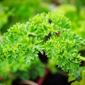 Parsley Champion Moss Curled Seeds