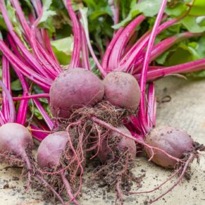 Beetroot Detroit Globe Seeds