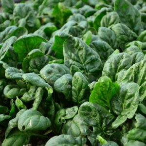Spinach Giant Winter Seeds