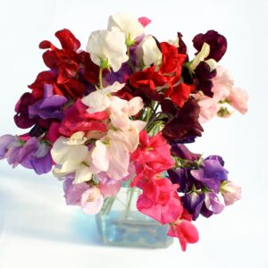 Kings Seeds Sweet Pea Old Spice 20 Seed