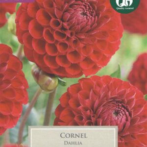 Taylors Flower - Dahlia - Cornel - 1 Tuber