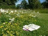 Wild Flower Flower Mixture Lawns Seeds