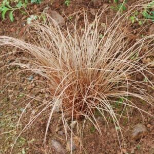 Carex flagellifera Seeds
