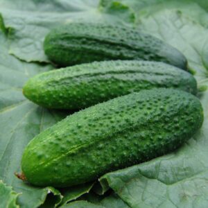 Gherkin Partner F1 Hybrid Seeds