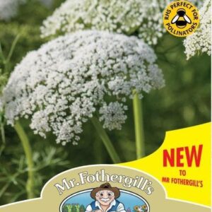 Mr Fothergills - Wild Flower - Wild Carrot  - 500 Seeds